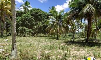 Imagem 3: Fazenda de Coco à Venda no Conde - Bahia