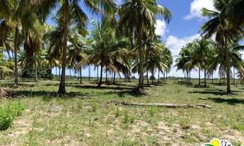 Imagem 4: Fazenda de Coco à Venda no Conde - Bahia
