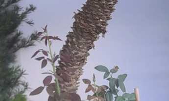 Imagem 4: Alugo casa duplex em Cruz das Almas ( não alugo para o São João