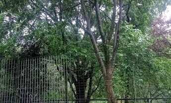 Imagem 6: Casa Residencial para locação, Jardim das Flores, Osasco - CA0841