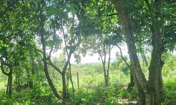 Imagem 2: Sitio 9 hectares e meia valor 295.000