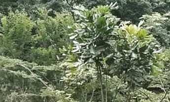 Imagem 3: SITIO EM MADALENA COM CACHOEIRA PARTICULAR