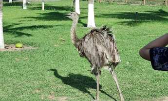 Imagem 3: Haras residence Conceição do jacuipe