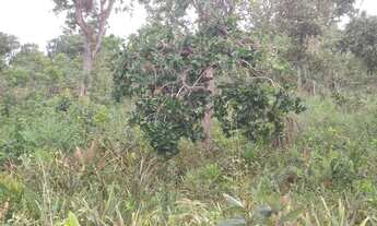 Imagem 3: Vendo ótima chácara no assentamento pequeno willian