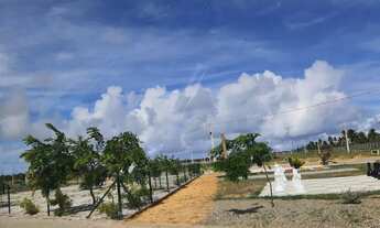 Imagem 4: LOTE POSIÇÃO OESTE - RAINHA DOS LOTES