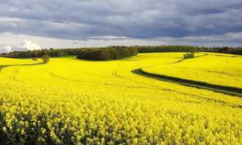 Imagem 3: DI Fazenda/Sítio/Chácara em Vacaria