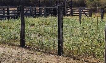 Imagem 3: Fazenda Em Curimatá - Piauí Aceito Carro/Caminhonete/Casa 500 Hectare Água Encanada