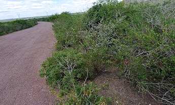 Imagem 3: Oportunidade. Terreno com excelente localização. Água por gravidade. 3,5 tarefas