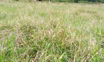 Imagem 5: Chácara no Incra 09 Ceilândia - DF