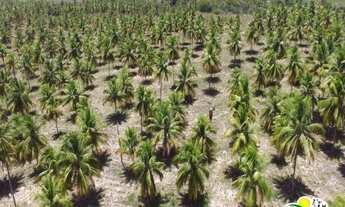 Imagem 5: Fazenda de Coco à Venda no Conde - Bahia