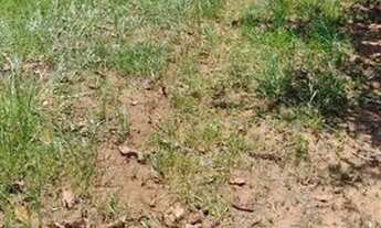 Imagem 3: Terreno em bauru, 1000 metros,(vale do igapó)