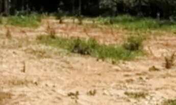 Imagem 2: Terreno baratíssimo com doc ok e bairro tranquilo