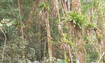 Imagem 4: Terrenao 4 mil mts com ribeirao 4 km da BR estudo auto