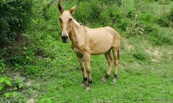Imagem: Venda-se está propriedade de 7,5 alqueires