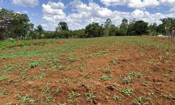 Imagem 2: 7 km de bonfinópolis, terra boa para plantio, já com milho plantado e mandioca