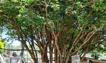 Imagem 3: Sítio - 5mil metros quadrados com piscina e pomar