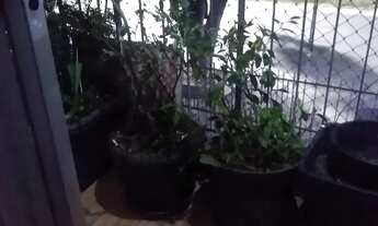 Imagem 5: Apartamento em Rua Godofredo Viana - Taquara - Rio de Janeiro/RJ