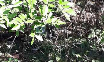 Imagem 7: Terreno Residencial de 1000 m² em Batistini, São Bernardo do Campo