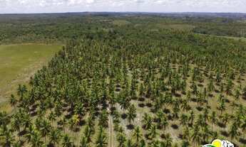 Imagem 7: Fazenda de Coco à Venda no Conde - Bahia