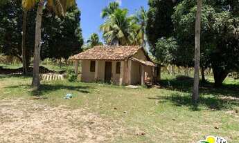 Imagem 2: Fazenda de Coco à Venda no Conde - Bahia