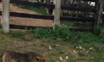 Imagem 6: Venda-se está propriedade de 26 Alqueires no Município de Mimoso do Sul/ES