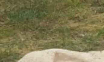 Imagem 3: Lote no condomínio Ipê Amarelo - Ponte alta do Gama