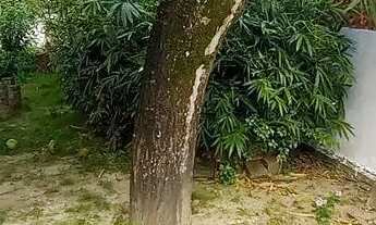 Imagem 4: Casa com 3 quartos- 1 suíte, lajeada, próximo a praça do Coqueiral - Mangabeira - João Pes