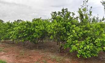 Imagem 7: Chácara 8km de Anapolis, formada, casa,galinheiro,tq peixe,cercada,5.295m2 córrego caldas