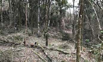 Imagem 7: Chácara em São José dos Pinhais