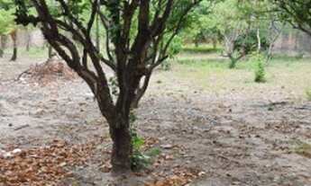 Imagem 3: Chácara para venda tem 6.516 m² , Guajiru - Caucaia - CE