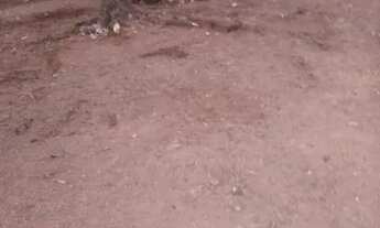 Imagem 7: Vendo uma chácara com 4 hectares (40,000m) - Aceita imóveis (-) valor