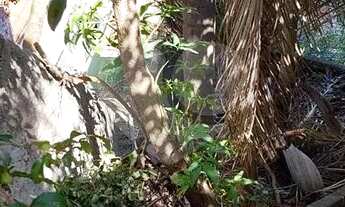 Imagem 2: São Paulo - Terreno Padrão - VILA GUSTAVO