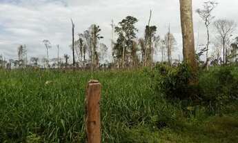 Imagem 2: Fazenda realidade am