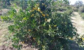 Imagem 6: Sítio em Limeira