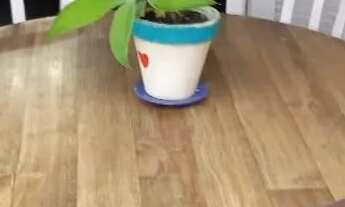 Imagem 3: Casa com piscina em guaratuba