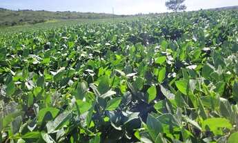 Imagem 6: Fazenda à venda próximo a Padre Bernardo