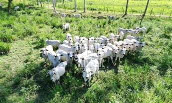 Imagem: Fazenda com 3 quartos à venda, 480000 m²