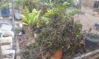 Imagem 3: Vendo chácara Chácara com venda por R$190.000