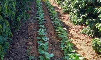 Imagem 5: SÍTIO DE CAFÉ ABUNDANTE EM RECURSOS NATURAIS