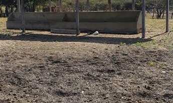 Imagem 2: Fazenda Em Curimatá - Piauí Aceito Carro/Caminhonete/Casa 500 Hectare Água Encanada