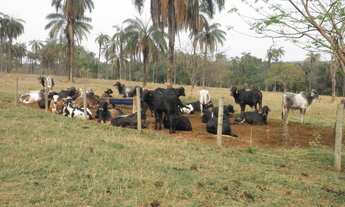 Imagem: Fazenda 280 Hectares em Abaete MG
