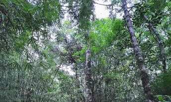 Imagem 2: Chácara na Serra Gaúcha