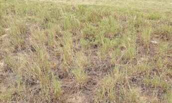 Imagem 2: Terreno à venda, CHAPEU DO SOL, São João da Barra, RJ