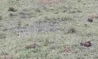 Imagem 6: TERRENO - PARQUE CAETÊ - SP