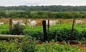 Imagem: Fazenda 7 alqueiros 100 formada