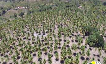 Imagem 6: Fazenda de Coco à Venda no Conde - Bahia