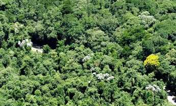 Imagem: Fazenda para crédito de carbono