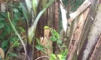 Imagem 7: Vendo terreno em Itapetininga 410 MT