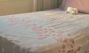 Imagem 6: Alugo Apartamento Semi-mobiliado