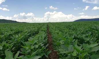 Imagem 3: Fazenda de 165 alqueires a venda em Jandaia-Go